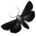 Butterfly icon