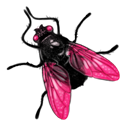 Fly icon