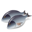 Fish_Dorada icon