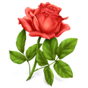rose icon