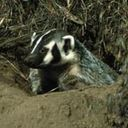 badger icon