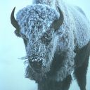 bison icon