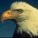eagle-2 icon