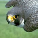 falcon icon