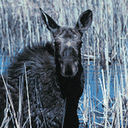 moose icon