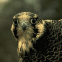 peregrine icon