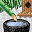 garden icon