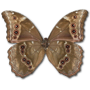 MorphoDidiusUnderside icon