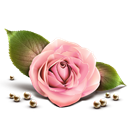 rose_by_Artdesigner.lv icon
