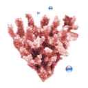 coral icon