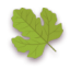 Spring-Leaf icon